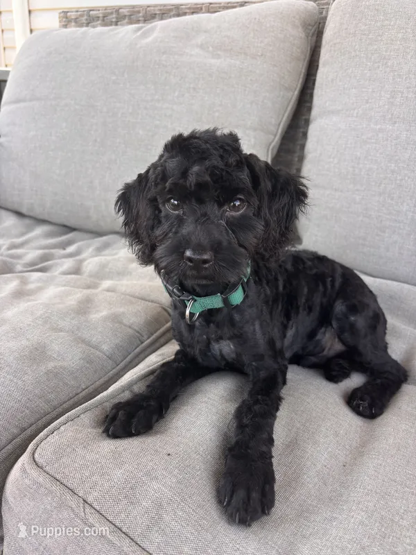 Bentley  – Cockapoo puppy for sale in Montgomery, IN