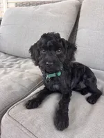 Bentley , a male Cockapoo for sale in Montgomery, IN – 1 of 10