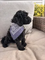 Bentley , a male Cockapoo for sale in Montgomery, IN – 6 of 10