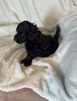 Murphy, a male Cockapoo for sale in Montgomery, IN – 4 of 4