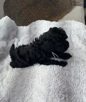 Sammy , a male Cockapoo for sale in Montgomery, IN – 2 of 3