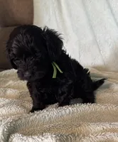 Murphy, a male Cockapoo for sale in Montgomery, IN – 3 of 4