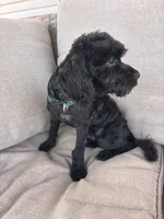 Bentley , a male Cockapoo for sale in Montgomery, IN – 2 of 10