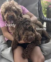 Vinny, a male Cockapoo for sale in Montgomery, IN – 3 of 3