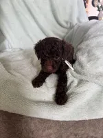 Vinny, a male Cockapoo for sale in Montgomery, IN – 2 of 3