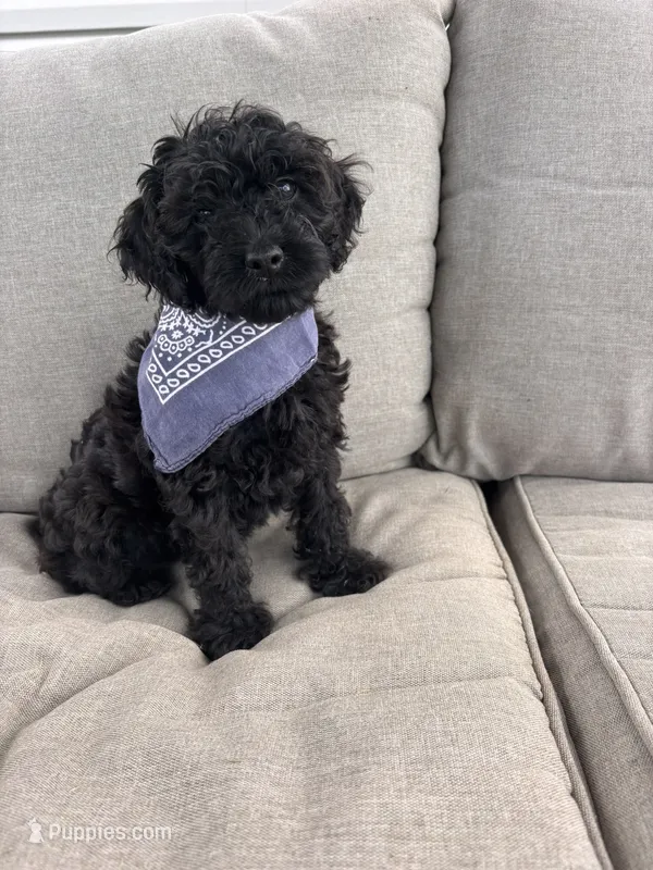 Bentley  – Cockapoo puppy for sale in Montgomery, IN