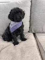 Bentley , a male Cockapoo for sale in Montgomery, IN – 5 of 10
