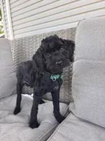 Bentley , a male Cockapoo for sale in Montgomery, IN – 4 of 10
