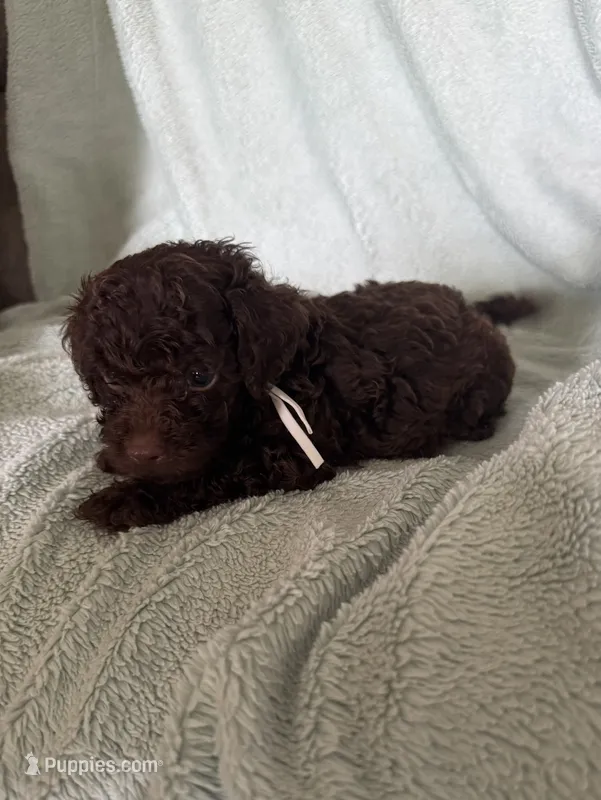 Vinny – Cockapoo puppy for sale in Montgomery, IN