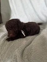 Vinny, a male Cockapoo for sale in Montgomery, IN – 1 of 3