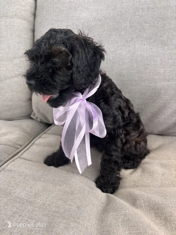 Clara  – Cockapoo puppy for sale in Montgomery, IN