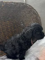 Bentley , a male Cockapoo for sale in Montgomery, IN – 2 of 4