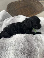 Murphy, a male Cockapoo for sale in Montgomery, IN – 2 of 4