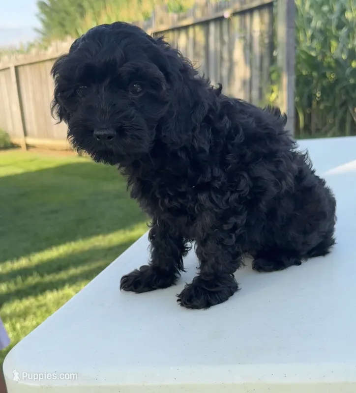 Bentley  – Cockapoo puppy for sale in Montgomery, IN