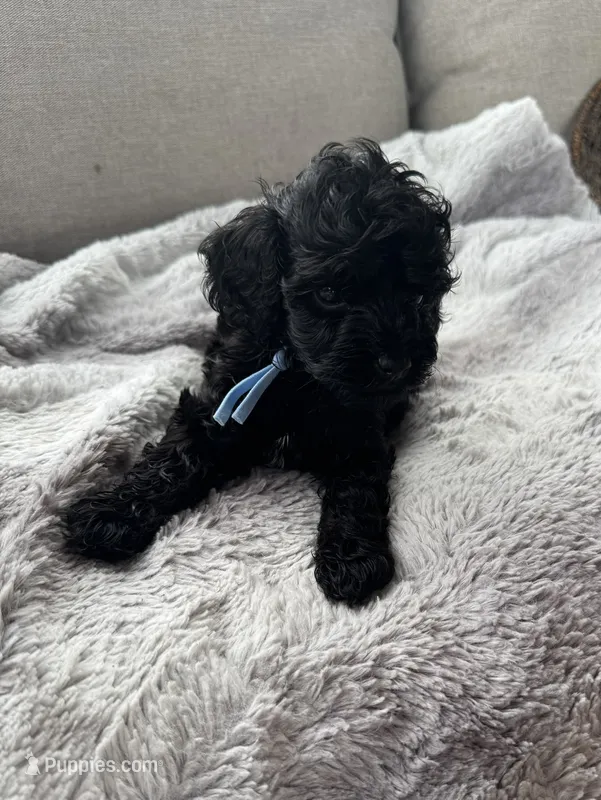 Sammy  – Cockapoo puppy on hold in Montgomery, IN