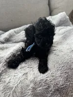 Sammy , a male Cockapoo for sale in Montgomery, IN – 1 of 3