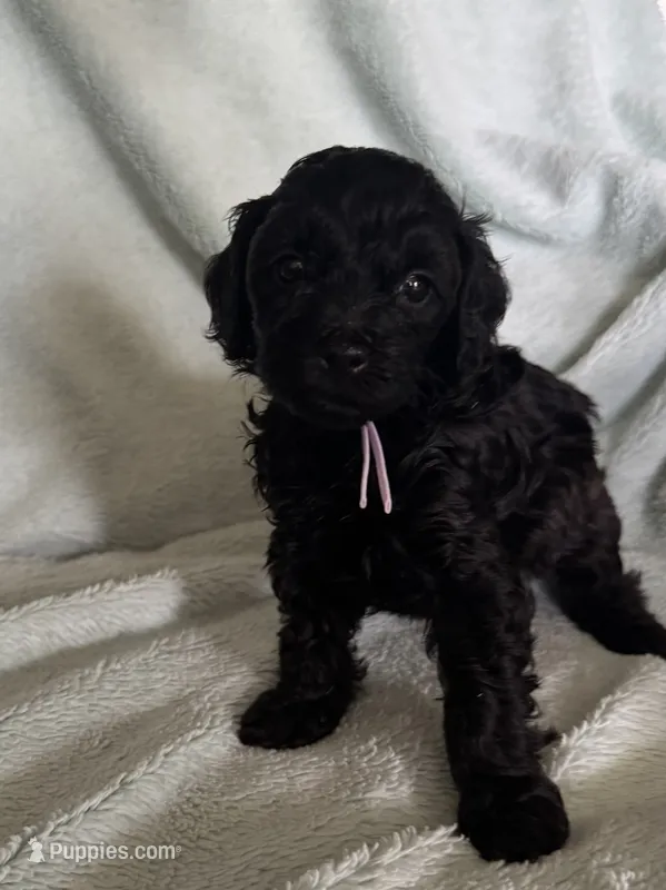 Clara  – Cockapoo puppy for sale in Montgomery, IN