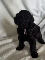 Clara , a female Cockapoo for sale in Montgomery, IN – 1 of 2