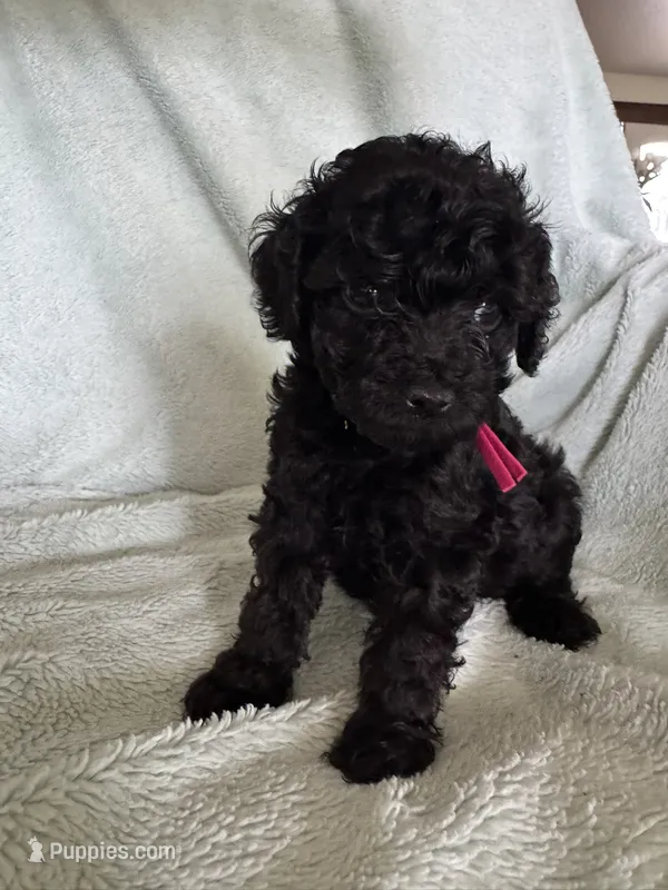 Lilly  – Cockapoo puppy for sale in Montgomery, IN
