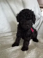Lilly , a female Cockapoo for sale in Montgomery, IN – 1 of 3