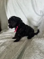 Lilly , a female Cockapoo for sale in Montgomery, IN – 2 of 3