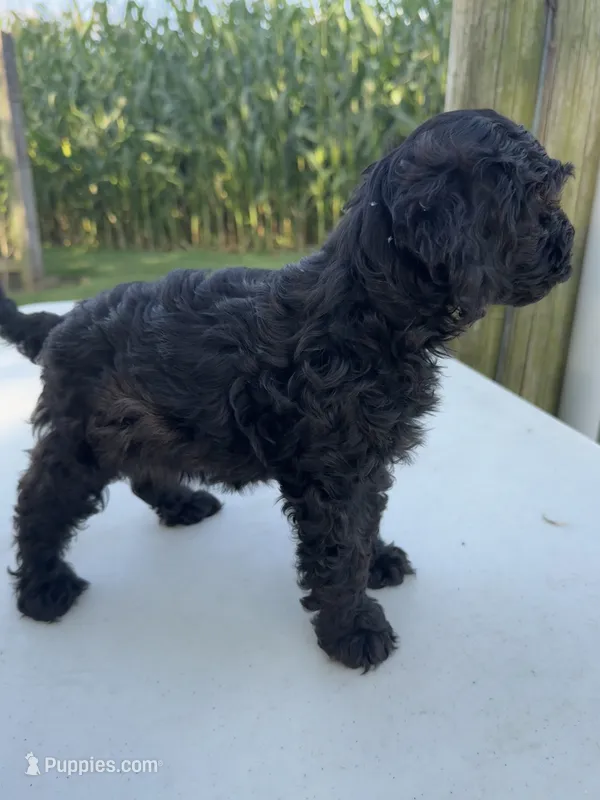 Clara  – Cockapoo puppy for sale in Montgomery, IN