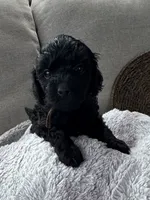 Bentley , a male Cockapoo for sale in Montgomery, IN – 1 of 4