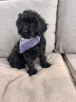 Bentley , a male Cockapoo for sale in Montgomery, IN – 7 of 10