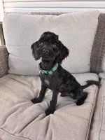 Bentley , a male Cockapoo for sale in Montgomery, IN – 3 of 10