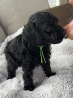 Murphy, a male Cockapoo for sale in Montgomery, IN – 1 of 4