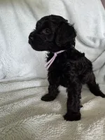 Clara , a female Cockapoo for sale in Montgomery, IN – 2 of 2
