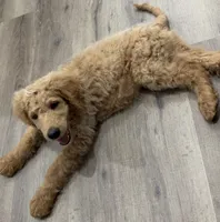 Snow, a male Goldendoodle for sale in Chalmette, LA – 2 of 3