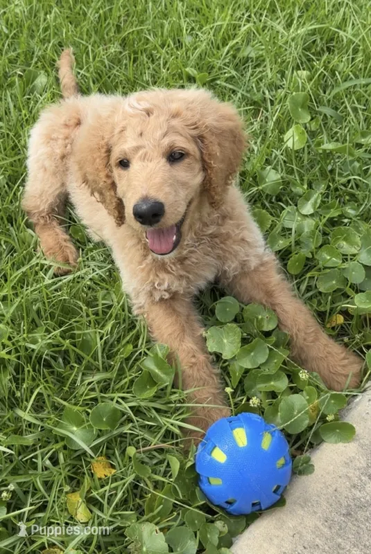 Snow – Goldendoodle puppy for sale in Chalmette, LA