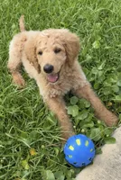 Snow, a male Goldendoodle for sale in Chalmette, LA – 1 of 3