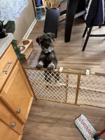 Hannah, a female Standard Schnauzer for sale in Knoxville, TN – Photo 2 of 4