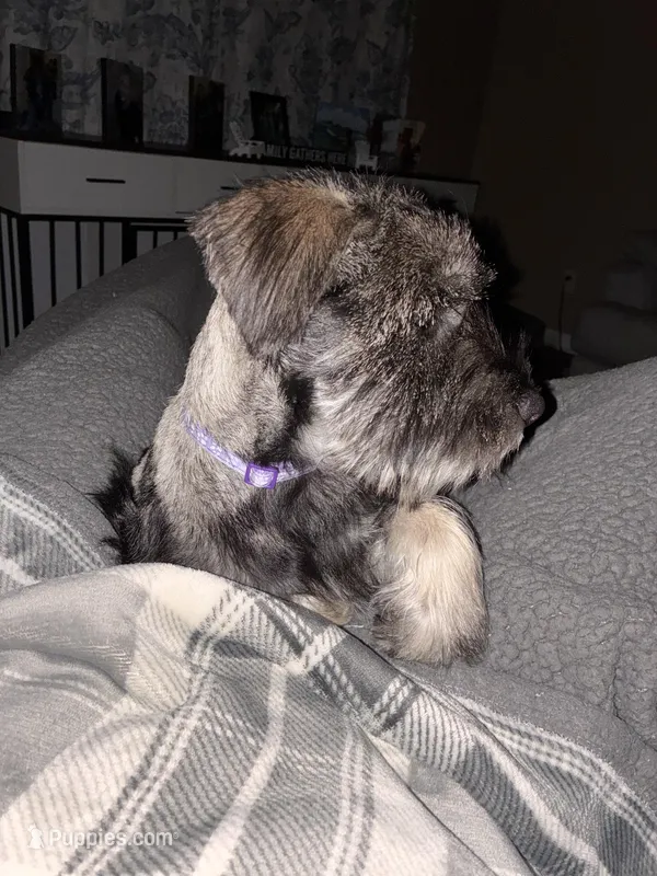 Hannah, a female Standard Schnauzer for sale in Knoxville, TN – Photo 1 of 4