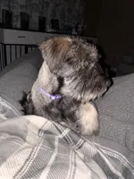 Hannah, a female Standard Schnauzer for sale in Knoxville, TN – Photo 1 of 4