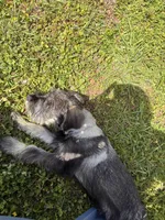 Hannah, a female Standard Schnauzer for sale in Knoxville, TN – Photo 4 of 4