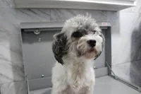 Chloe, a female Havapoo for sale in Nappanee, IN – Photo 3 of 3