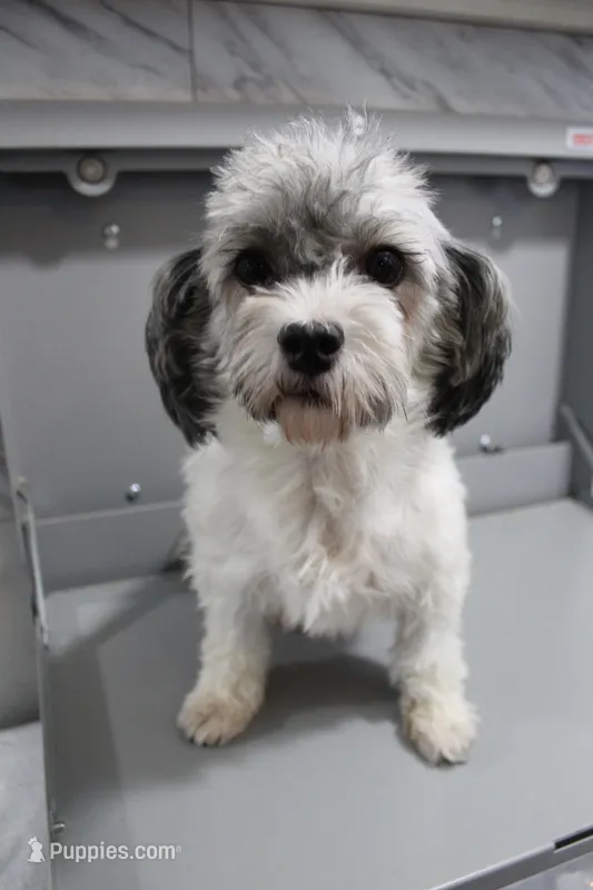 Chloe, a female Havapoo for sale in Nappanee, IN – Photo 1 of 3