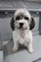 Chloe, a female Havapoo for sale in Nappanee, IN – Photo 1 of 3