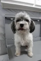 Chloe, a female Havapoo for sale in Nappanee, IN – Photo 2 of 3