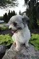 Chloe, a female Havanese for sale in Nappanee, IN – Photo 2 of 5