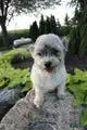 Chloe, a female Havanese for sale in Nappanee, IN – Photo 4 of 5