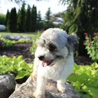 Chloe, a female Havanese for sale in Nappanee, IN – Photo 1 of 5