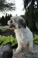 Chloe, a female Havanese for sale in Nappanee, IN – Photo 3 of 5