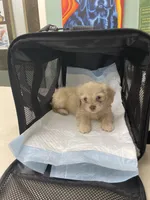 Lumie, a female Shih Tzu and Miniature Dachshund for sale in Tallahassee, FL – 2 of 4