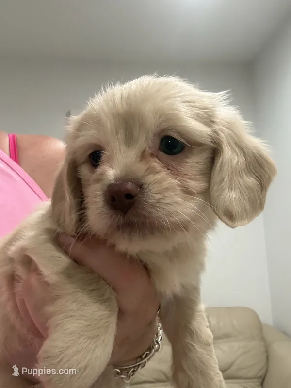 Lumie – Shih Tzu, Miniature Dachshund puppy for sale in Tallahassee, FL