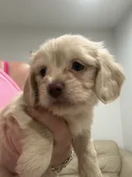 Lumie, a female Shih Tzu and Miniature Dachshund for sale in Tallahassee, FL – 1 of 4