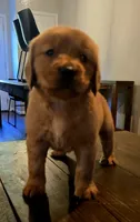 Boo Red AKC, a male Golden Retriever for sale in Lexington, SC – 3 of 5